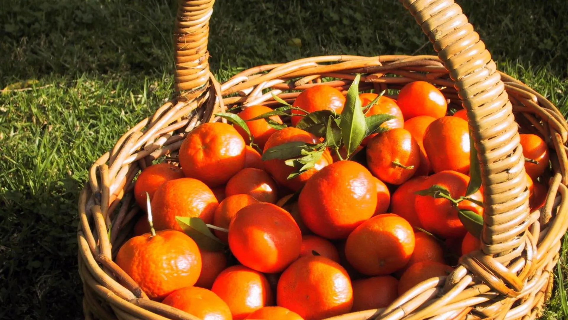 Farm stay Finca Cas Sant Soller