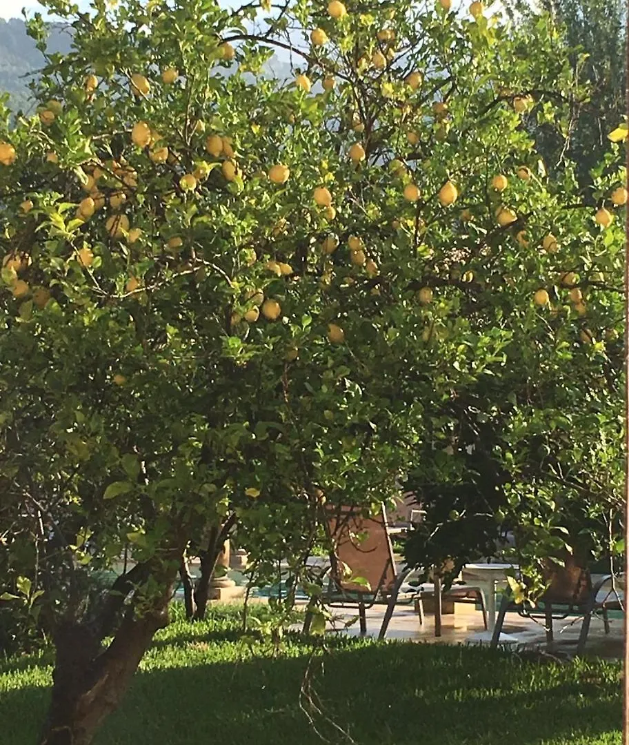 Finca Cas Sant Soller Farm stay