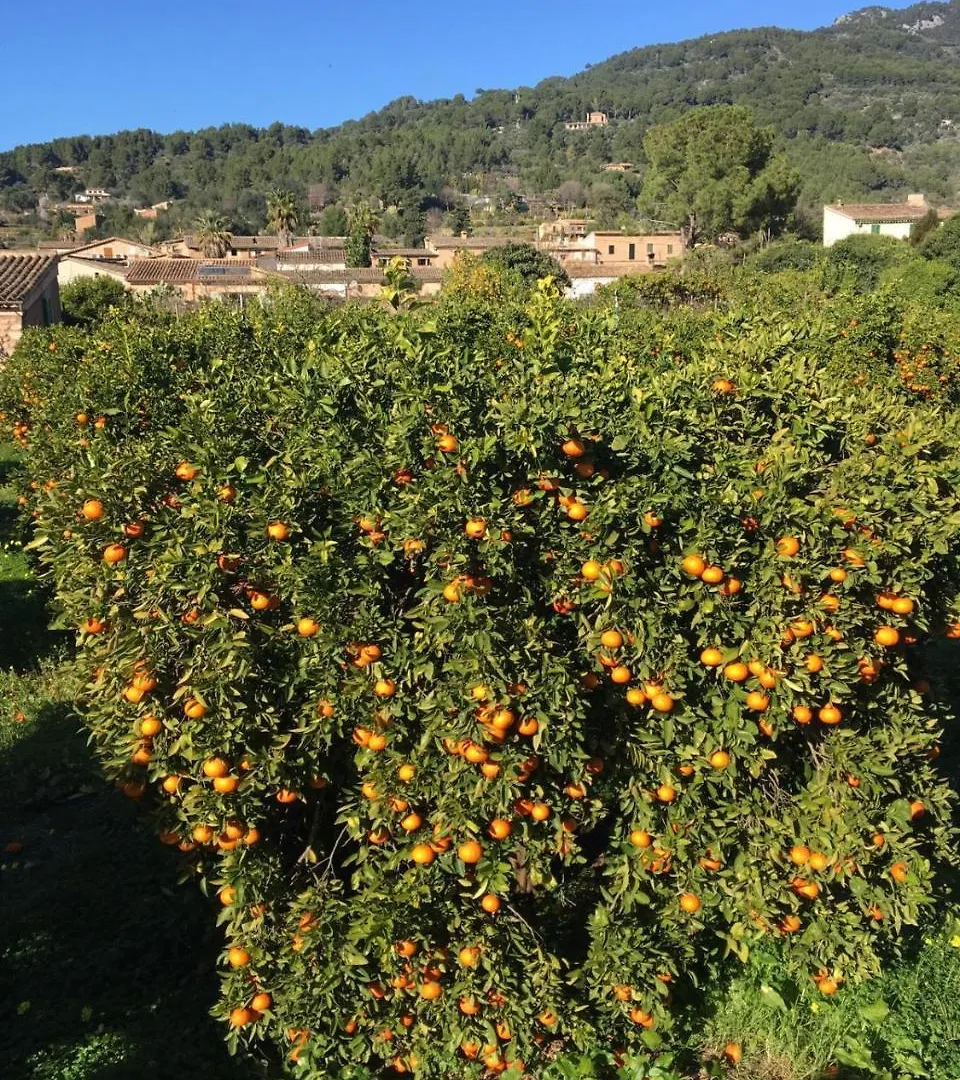 Farm stay Finca Cas Sant Soller