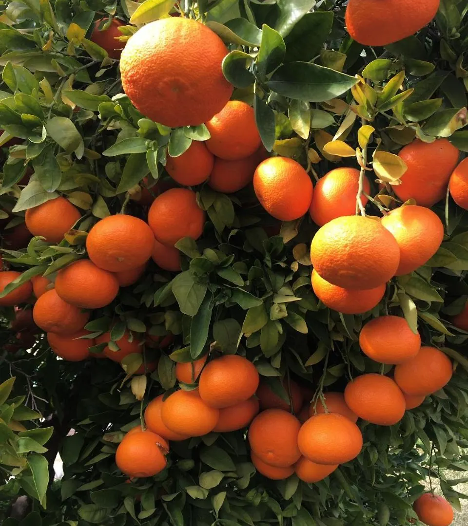 Finca Cas Sant Sóller Κατάλυμα σε φάρμα