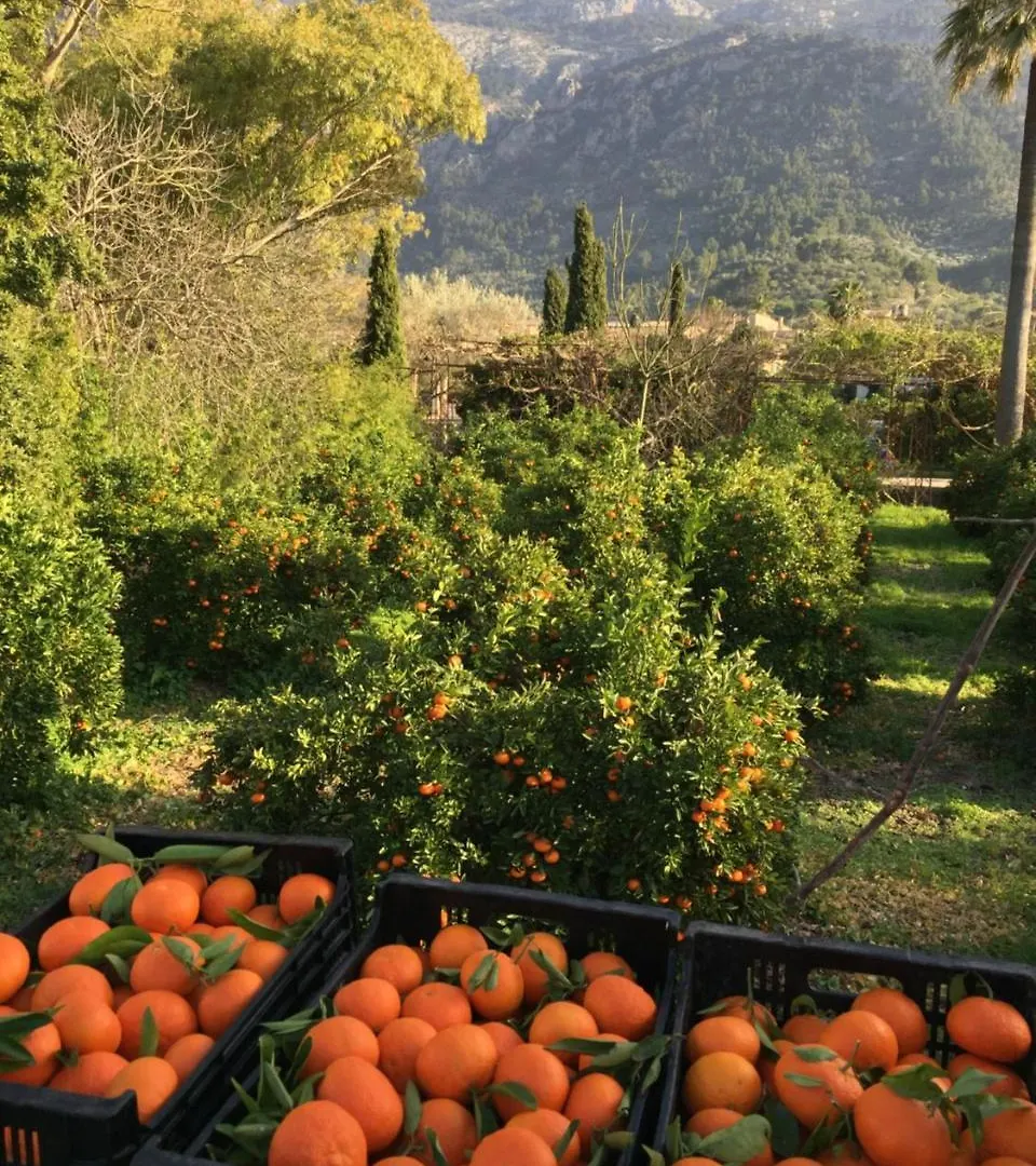 Finca Cas Sant Sóller