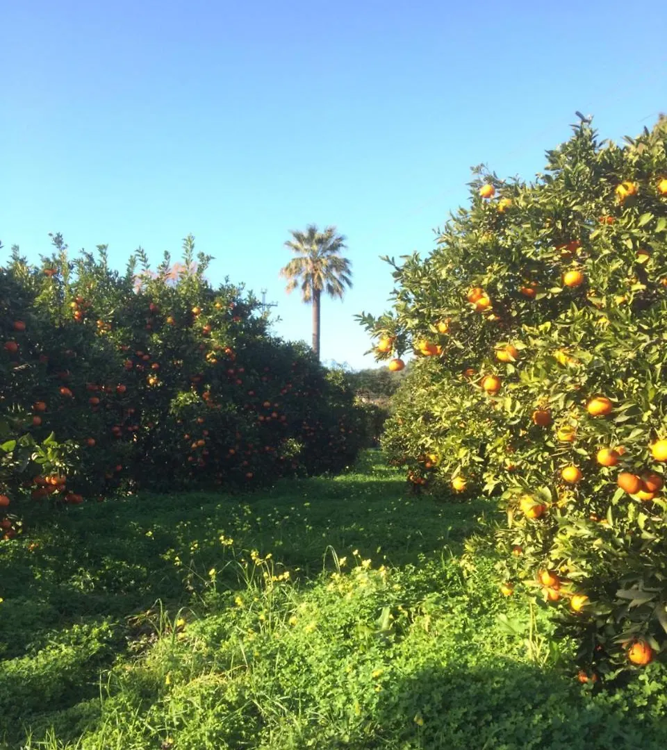 Κατάλυμα σε φάρμα Finca Cas Sant Sóller